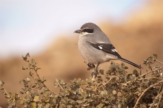 Great Gray Shrike. Lanius excubitor. perched on a branch