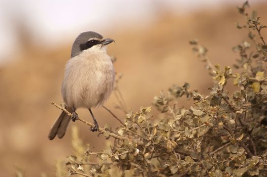 Great Gray Shrike. Lanius excubitor. perched on a branch