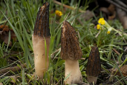 Grupo Morel Mushroom. Morchella esculenta