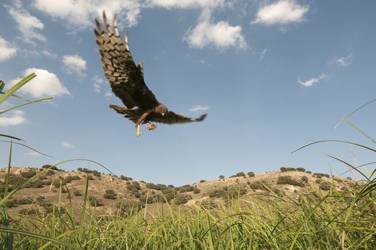 Montagu's harrier (Circus pygargus), melenica female reaching the nest with food for her young
