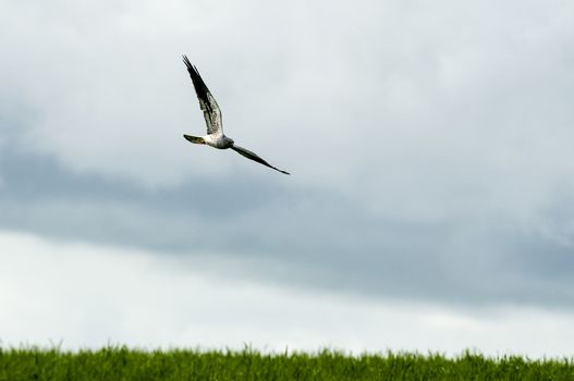 Montagu's harrier (Circus pygargus), Male flying above the fields