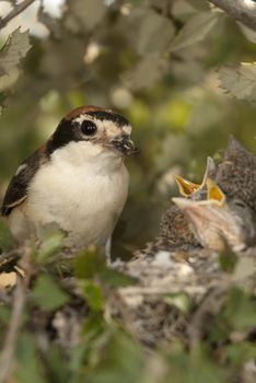 Woodchat shrike. Lanius senator, in the nest with his pup