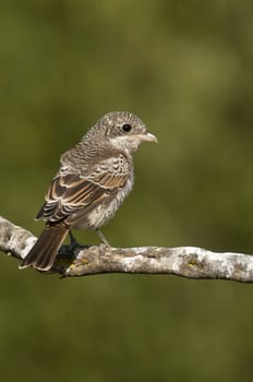 Woodchat shrike. Lanius senator, young perched on a branch
