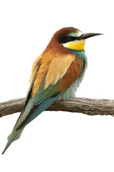 European bee-eater (Merops apiaster), Perched on a branch, with white background