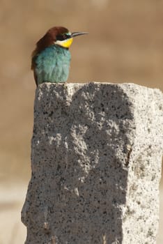 European bee-eater (Merops apiaster), perched on a rock