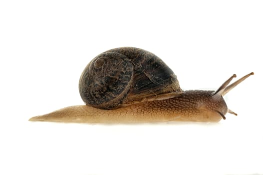 Garden snail (Helix aspersa) With white background