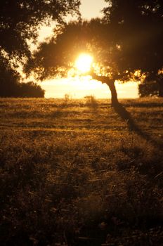 Landscape of the meadow, sunset between oaks