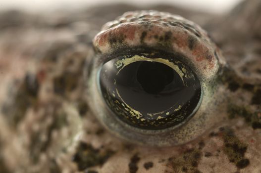 Natterjack toad (Epidalea calamita) with White background, Eye Detail