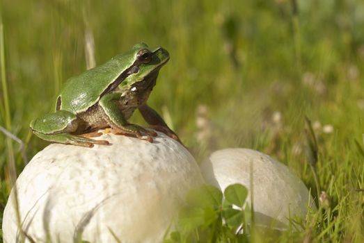 Pretty amphibian green European tree frog, Hyla arborea, sitting on a mushroom
