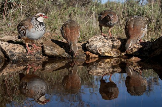 The red-legged, Alectoris rufa, family drinking water