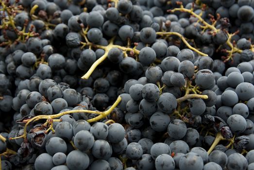 harvesting, black grapes, bunches of grapes, for red wine