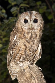 A Tawny owl perched on a branch (Strix aluco)