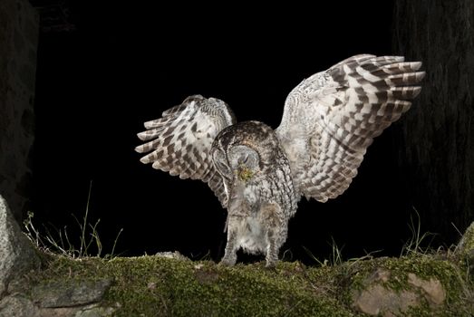 A Tawny owl, hunting mouse, rural environment, flying