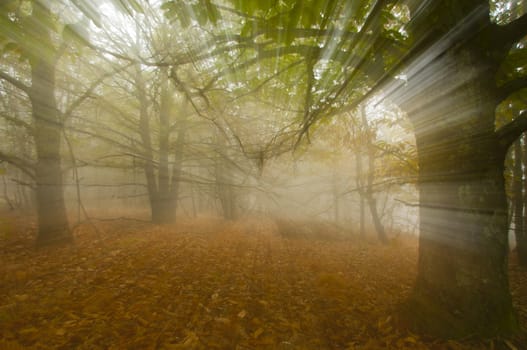 Autumn in a chestnut forest, colors and movement
