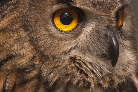 Eurasian owl (Bubo bubo) eagle owl, portrait of head and eyes