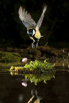 Great tit (Parus major). Garden bird, flying and reflected in the water