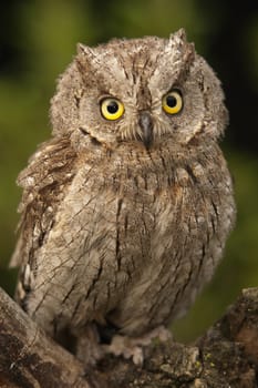 Otus scops, Eurasian Scops Owl, small owl, perched on a branch