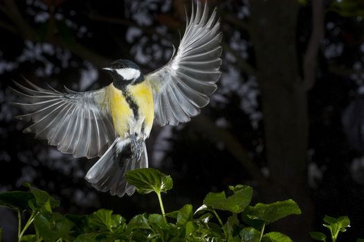 Great tit (Parus major). Garden bird, Flying with green background of plants and trees