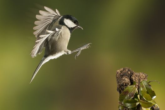 Great tit (Parus major). Garden bird, Flying with green background of plants and trees, in flight