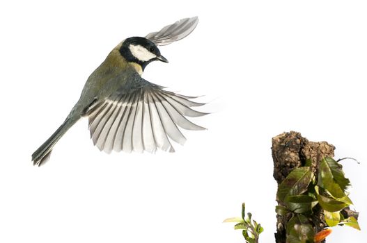Great tit (Parus major). Garden bird, Flying, wing movement when landing, white background, in flight