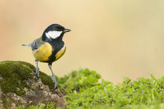 Great tit (Parus major). Garden bird, perched on a stone with moss