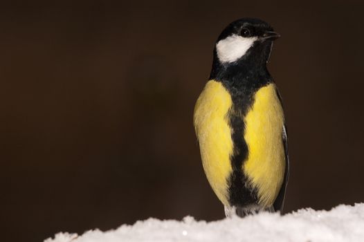 Great tit (Parus major). Garden bird, looking for food in the snow, winter