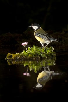 Great tit (Parus major). Garden bird, reflected in the water