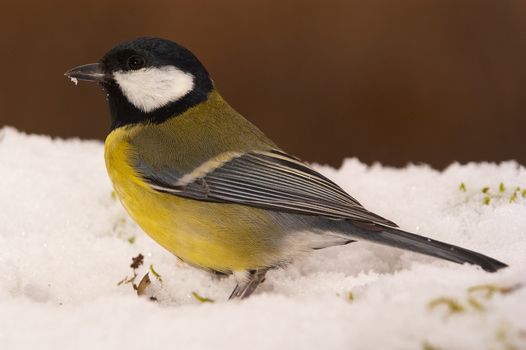 Great tit (Parus major). Garden bird, looking for food in the snow, winter