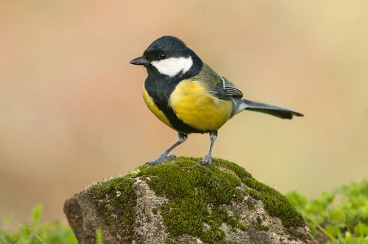 Great tit (Parus major). Garden bird, perched on a stone with moss