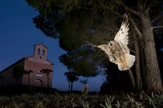 Long-eared owl (Asio otus), Hunting at night, in flight, flying