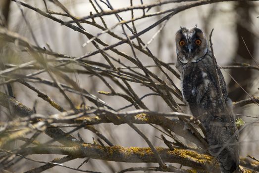 Long-eared owl, young (Asio otus), perched on the branches of a tree