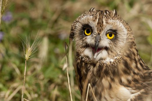 Short eared owl, Asio flammeus, country owl, portrait of eyes and face