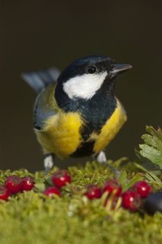 Great tit (Parus major). Garden bird, portrait with fruits and autumn colors