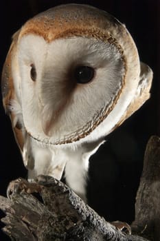 owl (Tyto alba), portrait perched on a branch at night, black background