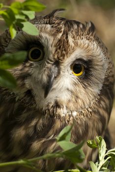 Short eared owl, Asio flammeus, country owl, portrait of eyes and face