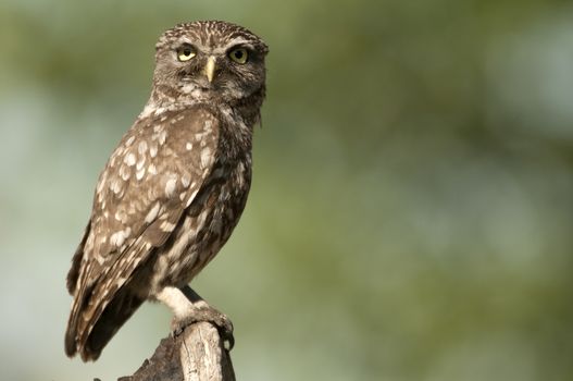 The little owl, nocturnal raptors, Athene noctua, perched on a log where the mouse hunts and small insects