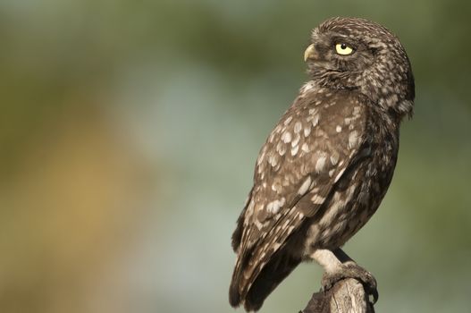 The little owl, nocturnal raptors, Athene noctua, perched on a log where the mouse hunts and small insects