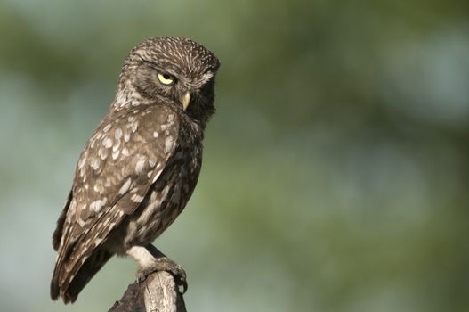 The little owl, nocturnal raptors, Athene noctua, perched on a log where the mouse hunts and small insects