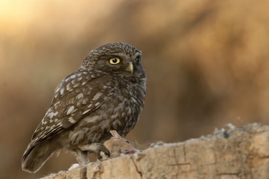 The little owl, nocturnal birds of prey, Athene noctua, perched on a branch with a mouse recently hunted