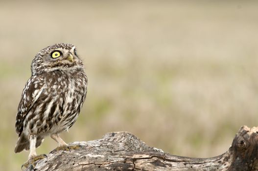 The little owl, nocturnal raptors, Athene noctua, perched on a log where the mouse hunts and small insects