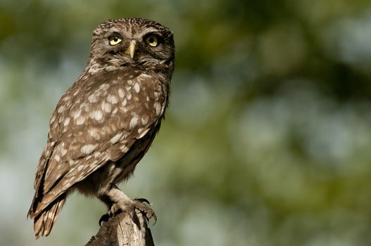 The little owl, nocturnal raptors, Athene noctua, perched on a log where the mouse hunts and small insects