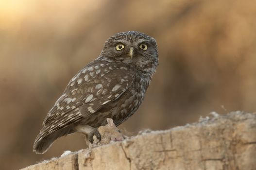 The little owl, nocturnal birds of prey, Athene noctua, perched on a branch with a mouse recently hunted