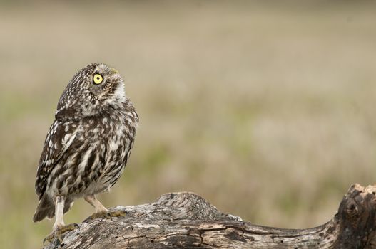 The little owl, nocturnal raptors, Athene noctua, perched on a log where the mouse hunts and small insects