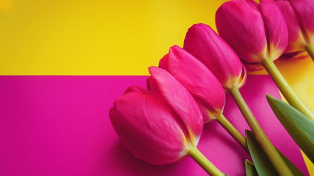 Pink colorful tulips over a colorful background, in a flat lay composition with copy space