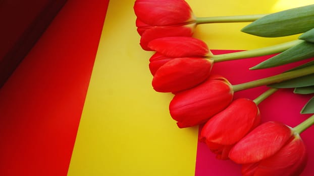Red colorful tulips over a colorful background, in a flat lay composition with copy space