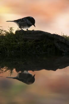 Coal tit (Periparus ater), Backlight and bird reflection