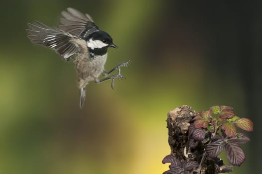 Coal tit (Periparus ater), bird flying