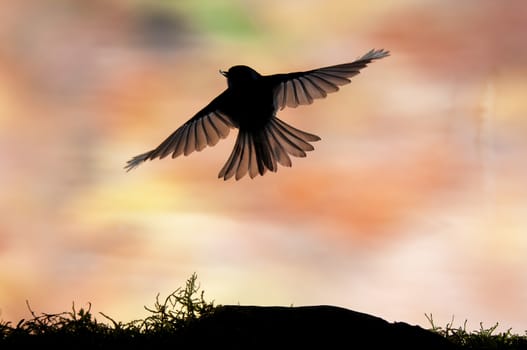 Coal tit (Periparus ater), bird flying
