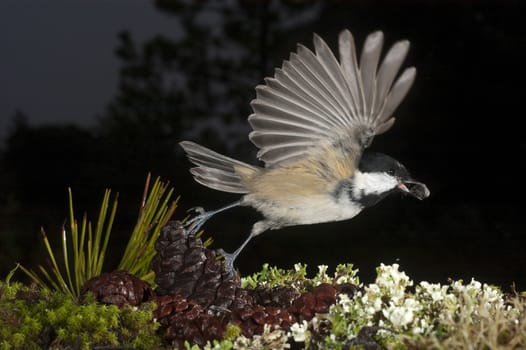 Coal tit (Periparus ater), bird flying