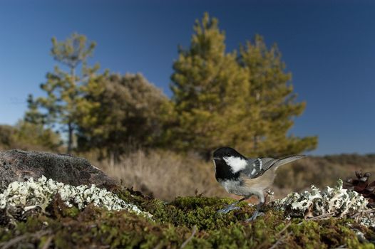 Coal tit (Periparus ater), bird looking for food